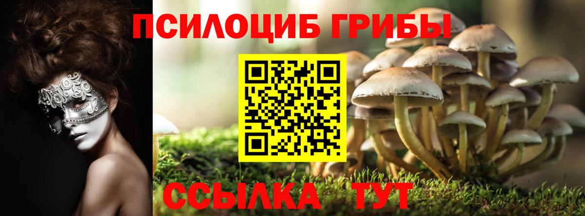Георгиевск  Галлюциногенные грибы Cubensis  Вход с VPN 